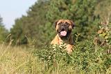 BULLMASTIFF 008